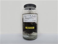 藏品(紅鳩)的圖片